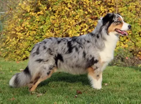 Berger Australien  Beautiful Ivy Shepherds Of Dreamla ae24c photo 3