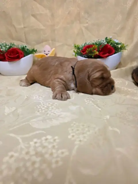 Cocker Spaniel Anglais 
                        B.... b52eb photo 3