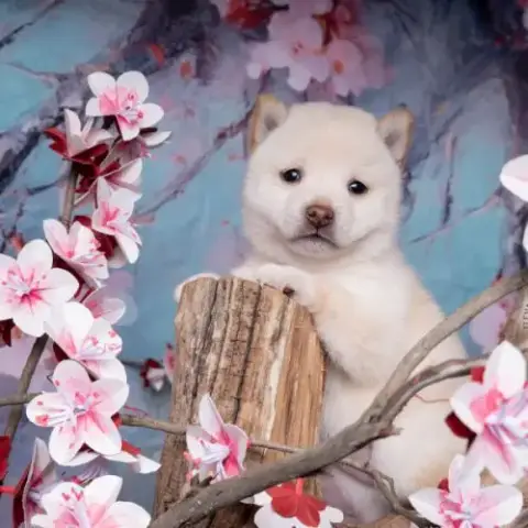 Chiot Mameshiba
