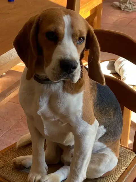 Beagle  Madame Pailleté Multicolor Du Domaine De Phoe f0799