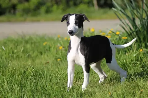 Whippet  Blackly Du Frison Impérial photo 2