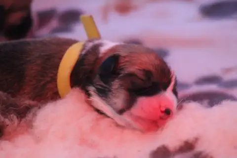 Welsh Corgi Pembroke  Beauty Privilege Bhumi Devi photo 2