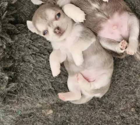 Chihuahua  Bulle De Ponflot photo 3