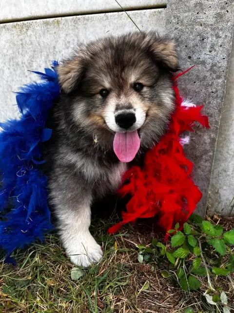 Chien Finnois De Laponie  Burton Du Domaine Des Troll 34d94