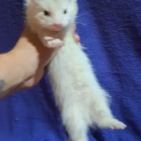 Furet Fureton
