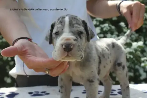 Dogue Allemand  Barney Du Clos Du Bonheur photo 2