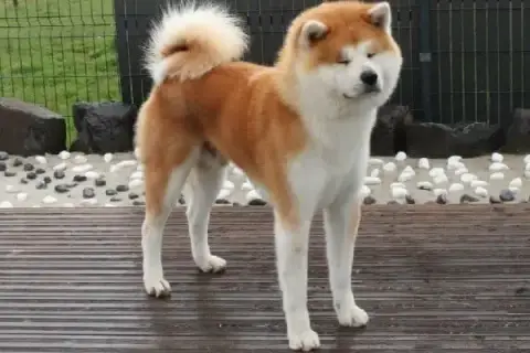 Akita  Madame Verte Rampage Spirit photo 2