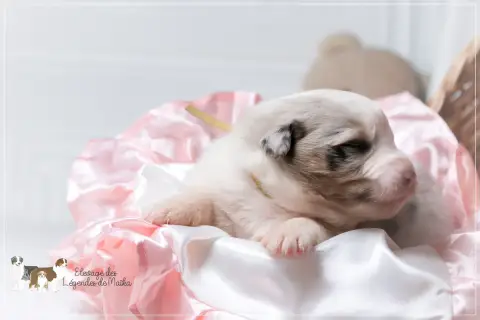 Berger Australien  Chiot N°1 Des Légendes De Maika photo 3