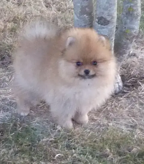 Spitz Allemand 
                        Bess Des Peti 5ac0c photo 2