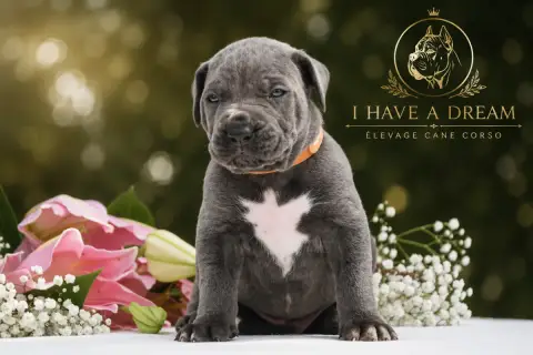 Cane Corso 
                        Collier Rose I Ha 67c3d