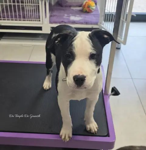 American Staffordshire Terrier  Arya Du Temple De Gan 5bdf5