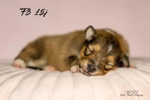 Shetland Sheepdog  Chiot 3 Des Loups De L'Isengard