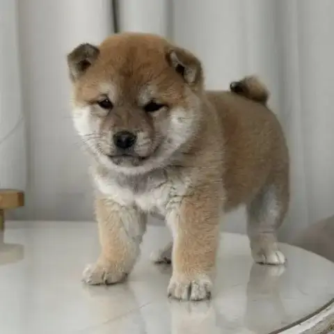 Mame Shiba Inu – Lignée Japonaise