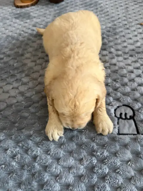 Golden Retriever  Chiot N°1 photo 2