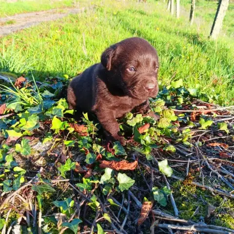 Labrador Retriever  Chiot N°6 Du Prieur De La Roche e7eb5