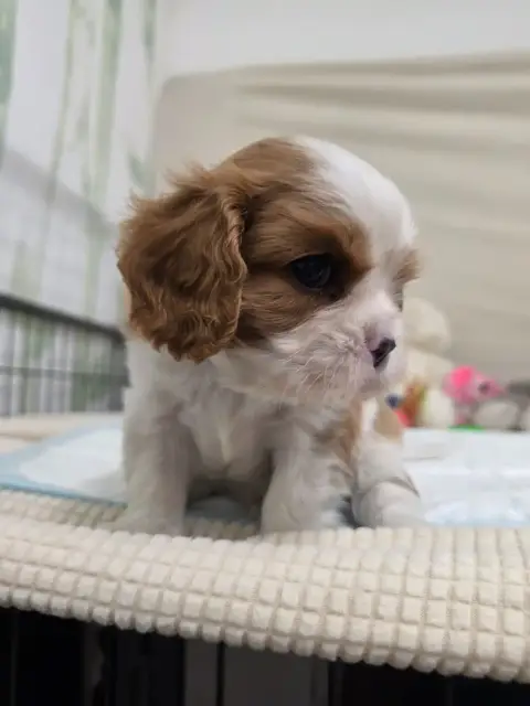 Cavalier King Charles Spaniel  Collier Bleu Des Sente 6183c photo 2