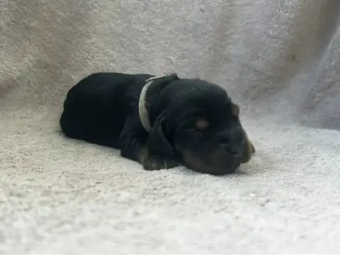 Cocker Spaniel Anglais  Collier Gris -