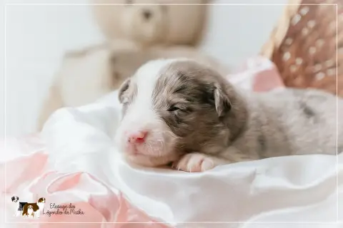 Berger Australien  Chiot N°6 Des Légendes De Maika