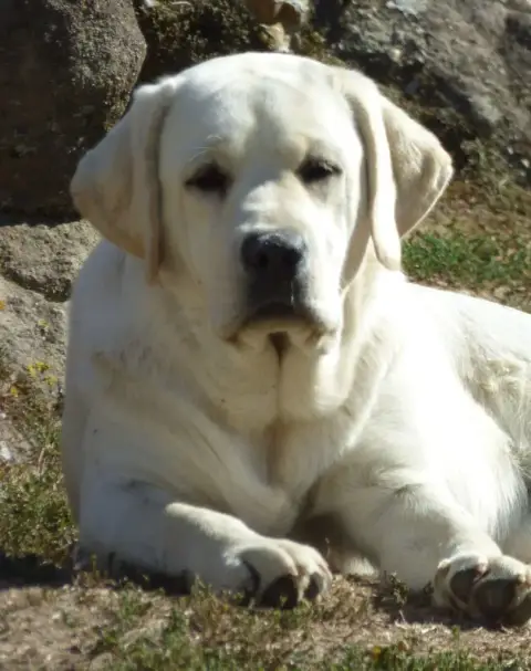 Labrador Retriever  Belford Des Gazons D'Ile De Franc f1cb8 photo 3
