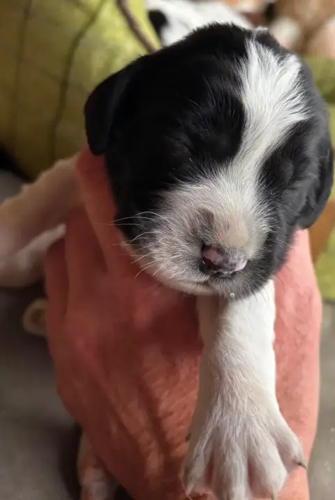 English Springer Spaniel  B.......................... 752c6