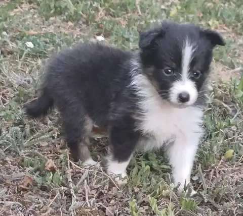 Shetland Sheepdog  Chiot N°5 Des Touches Noires photo 2