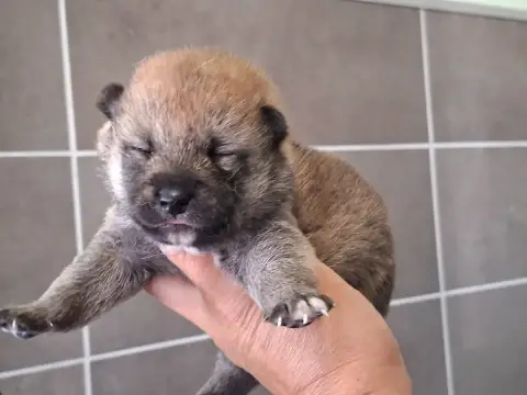 Shiba 
                        Chiot N°3 Of Skystaff  45e47