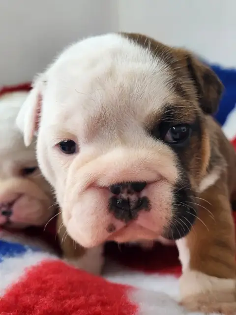 Bulldog Anglais  "Birkin Jane"