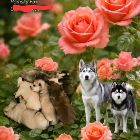 Chiots Pomsky F3 +