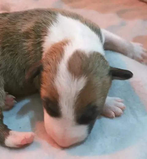 Bull Terrier  Chiot N°4 Of The Little Troublemaker photo 2