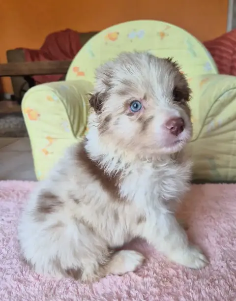 Berger Australien  Chiot