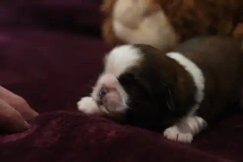 Shih Tzu  Barbiche De La Ferme Des Mottes photo 2