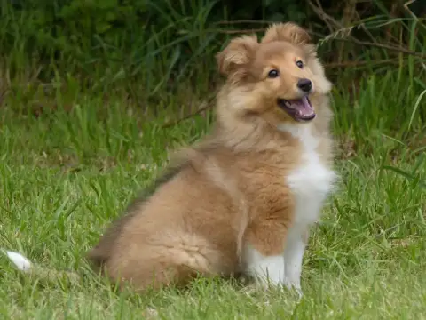 Shetland Sheepdog  B.... Du Domaine De Boisceaux photo 3