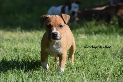 American Staffordshire Terrier  M3 Buy Me A Ticket De 3a426