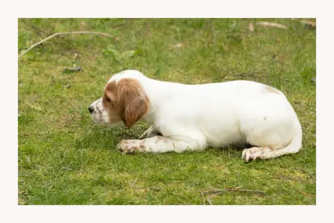 Setter Anglais  Chiot 6 Des Condamines Sous La Tour a62a8 photo 3