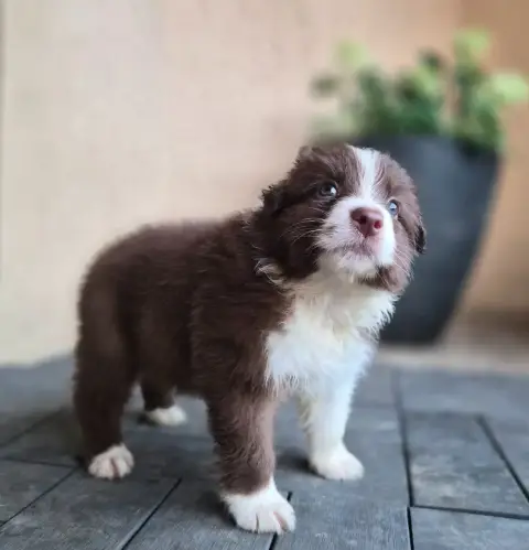 Berger Australien  Chiot
