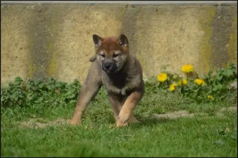 Shiba  Chiot 1 De L'Empire Des Samouraïs