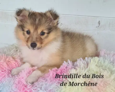 Shetland Sheepdog  Brindille Du Bois De Morchène photo 3