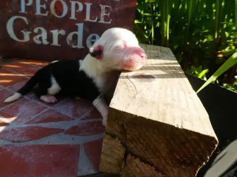 Bobtail  Chiot 3 Of Mary People photo 3