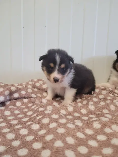Shetland Sheepdog  Chiot N°2 Des Terres De Bourguenai 4be9b