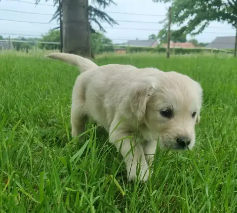 Golden Retriever photo 2