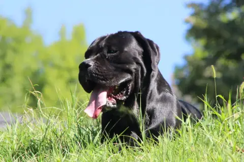 Cane Corso  Collier Vert Des Gardiens De Lennantony 2b02a photo 3