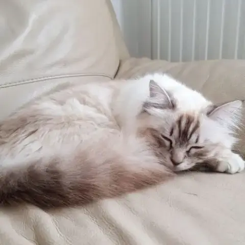 Chatons Mâles, Sacrés De Birmanie À Réserver