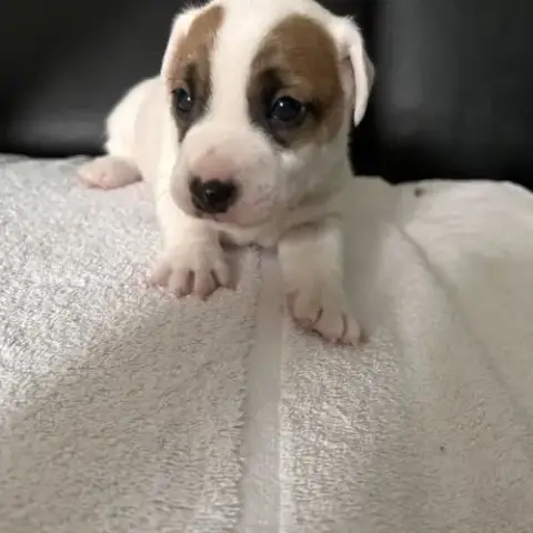 Chiot Jack Russell