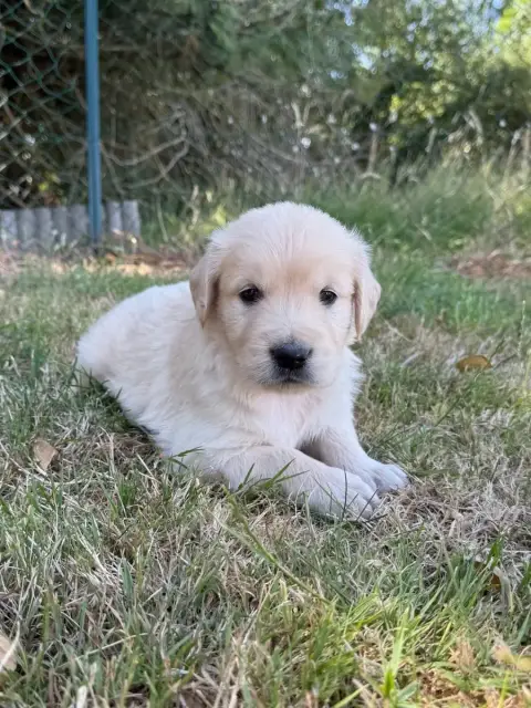 Golden Retriever  Chiot N°2 Du Moulin De Madjurie