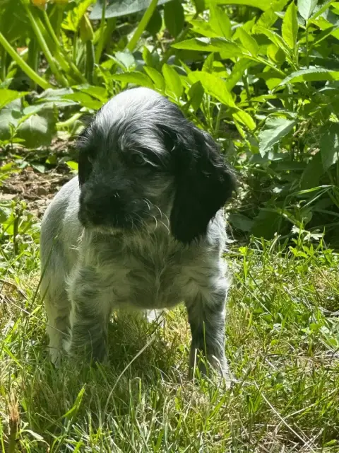 Cocker Spaniel Anglais  Bluebell Du Clos Noentine