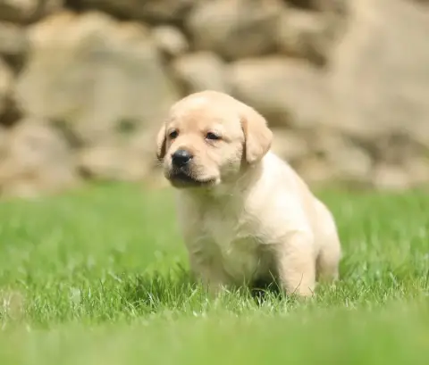 Labrador Retriever  Sans Collier photo 3