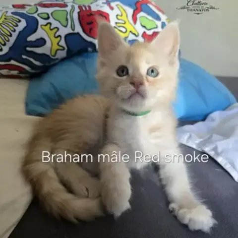 Chaton Maine Coon