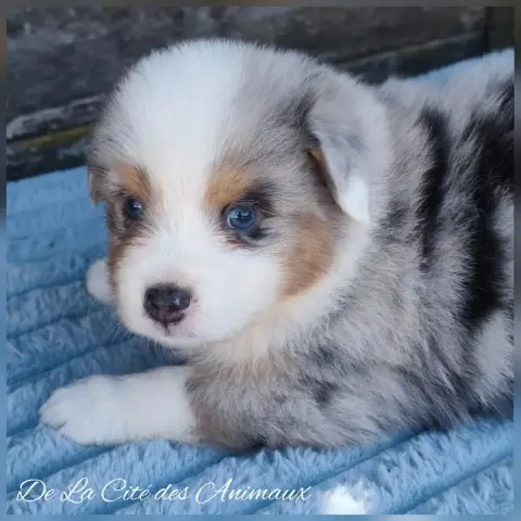Berger Australien  Baby Boy De La Cité Des Animaux