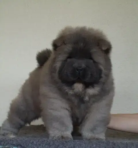 Chow Chow  Booba Du Clos Sara
