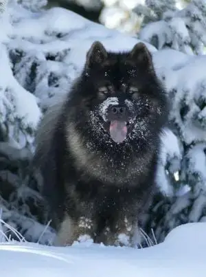 Eurasier  Mini Inaé Du Royaume D'Ebène photo 2